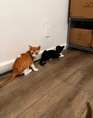 Goofy (and Tigger)