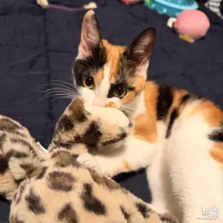 Tripie