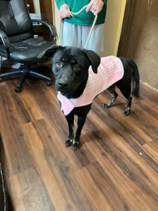 Female Black lab, black lab