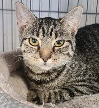 Samosa
