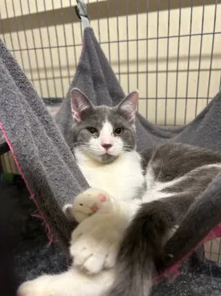 Pierogi