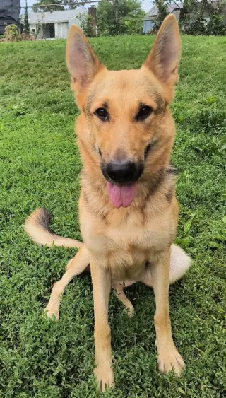 Elsie