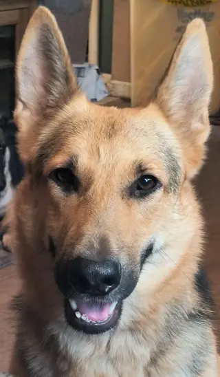 Elsie