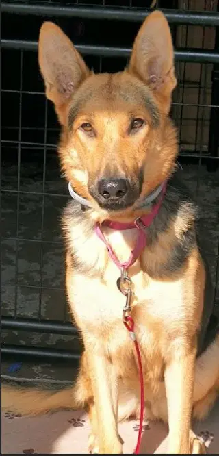 Elsie
