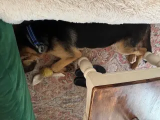 Atlas