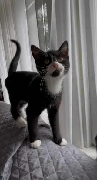 Gonzo (Bonded with River)