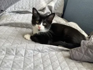 River (Bonded with Gonzo)