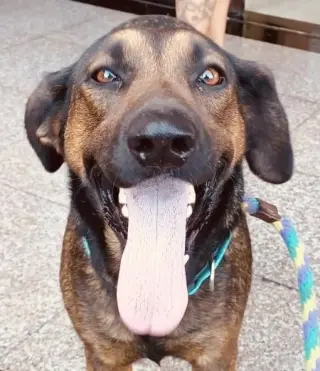 Tesla (Courtesy Post) - Adopt Me!