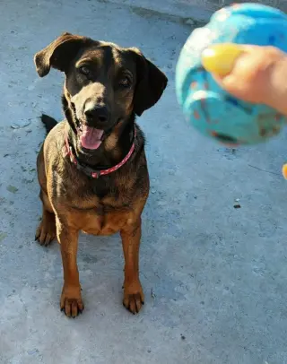 Tesla (Courtesy Post) - Adopt Me!