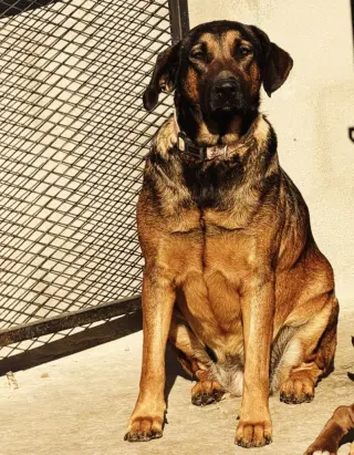 Tesla (Courtesy Post) - Adopt Me!