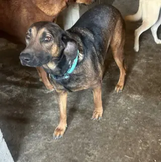 Tesla (Courtesy Post) - Adopt Me!