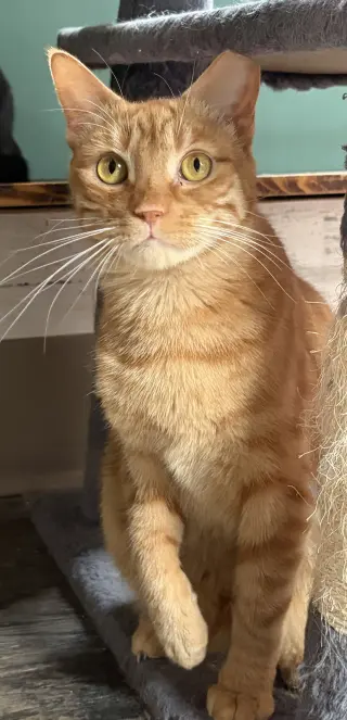 Ginger Boy