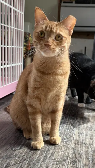 Ginger Boy