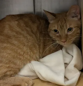 Ginger Boy