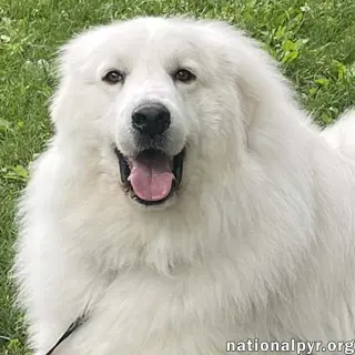 Casper in CT - Adores Cuddles & Cheese!