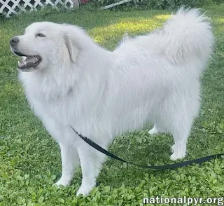 Casper in CT - Adores Cuddles & Cheese!