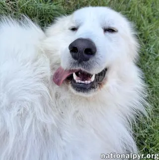 Casper in CT - Adores Cuddles & Cheese!