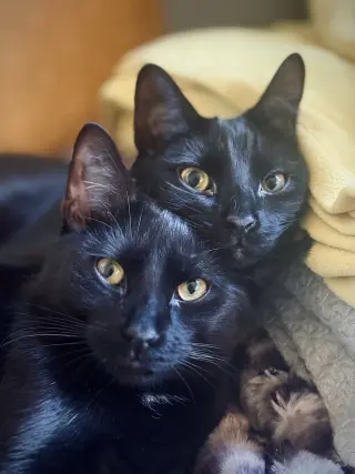 Johannes and Boyfriend