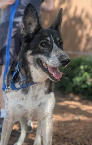 Cleo - Adopt Me!