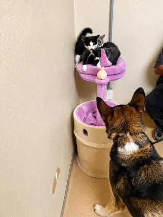 Cleo - Adopt Me!