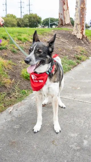 Cleo - Adopt Me!