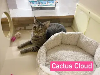 Cactus Cloud