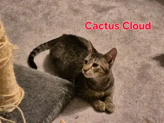 Cactus Cloud