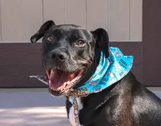 Chance (Courtesy Post) - Foster or Adopt Me!