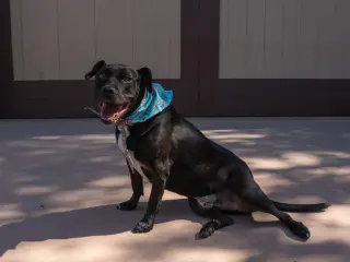 Chance (Courtesy Post) - Foster or Adopt Me!