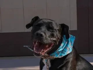 Chance (Courtesy Post) - Foster or Adopt Me!