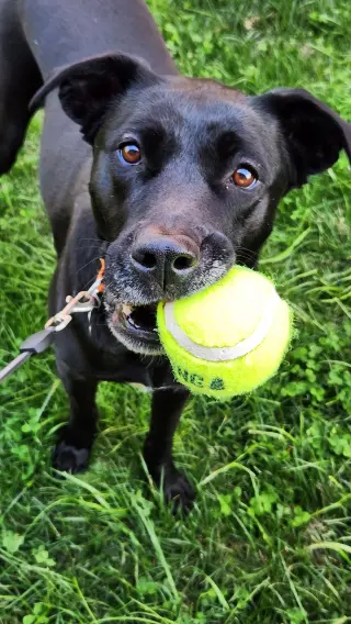 Nova