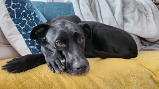 Nova