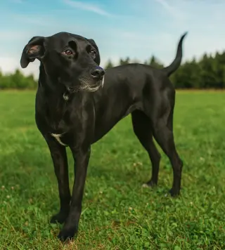 Nova