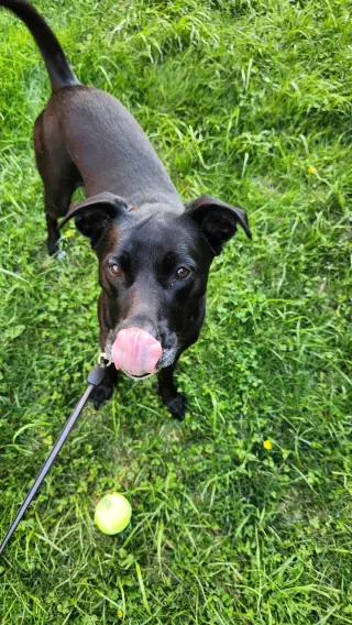 Nova