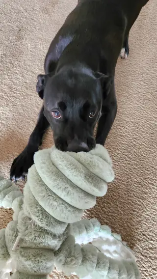 Nova