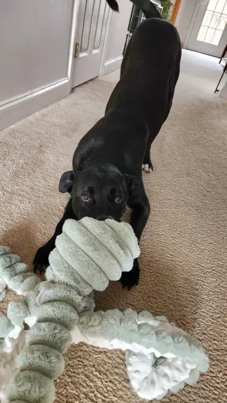 Nova