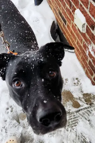 Nova