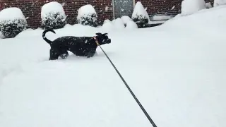 Nova