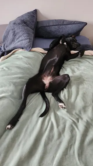 Nova
