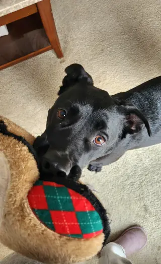 Nova