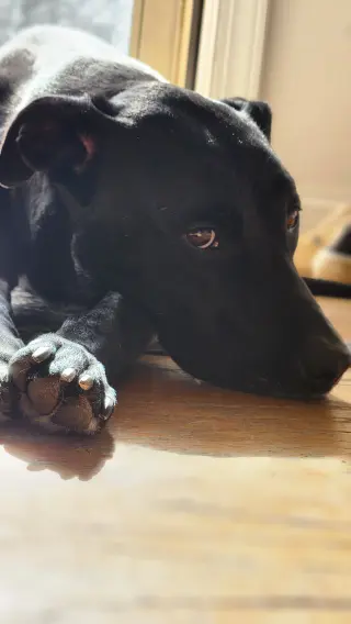 Nova