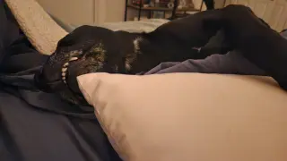 Nova