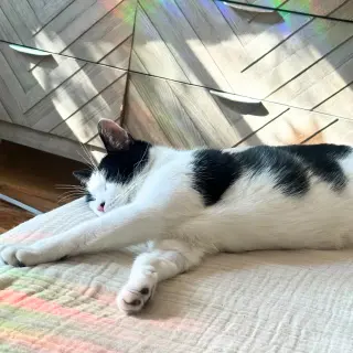 Lil' Sir