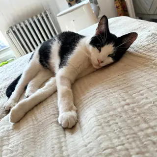 Lil' Sir