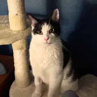Lil' Sir