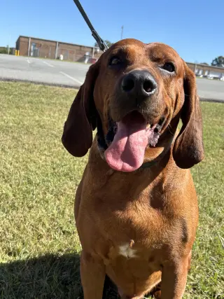 Bo: "My Home to Yours," not at the shelter
