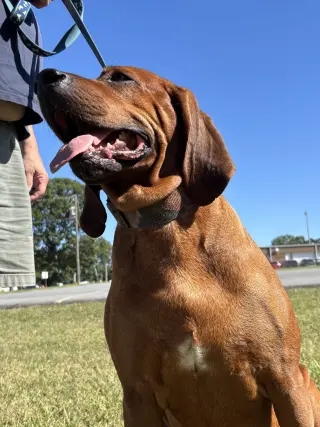 Bo: "My Home to Yours," not at the shelter