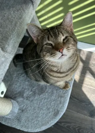 Buddy