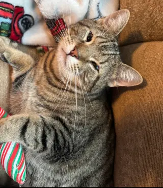 Buddy