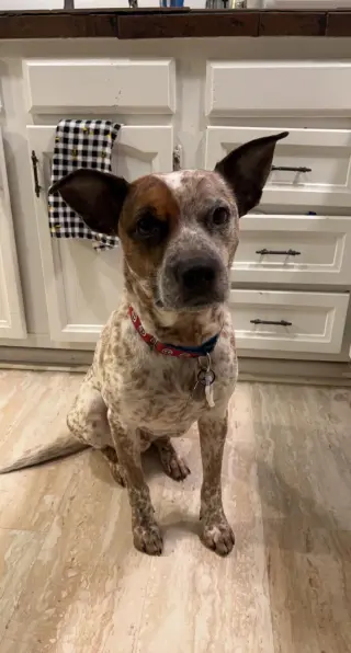 Rocco